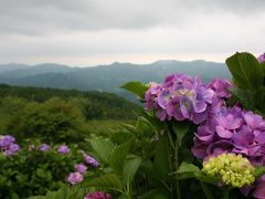 雨降り「寺坂棚田ホタルかがり火まつり」と「天空の紫陽花」