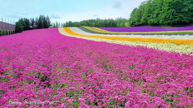 北海道の夏の絶景と言えば、7月はラベンダー。<br />ちょうど見頃に休みが当たり、2年連続に行ってきました。<br /><br />富良野~美瑛の超人気マイナースポットですが,<br />花の時期は一瞬なので、綺麗な時期に当たるのは何回かに1度。<br />今年は良い時期に行けました!<br /><br />土曜日だったので人も満載でしたが、なんとかいい風景を撮れました。<br />