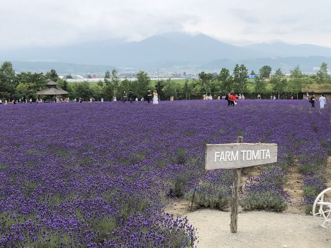 　2019年7月16日から18日の3日間，前から行きたかった念願のラベンダー満開時期の富良野旅行に，夫婦で行ってきました。<br />　１日目:<br />中部国際空港を出発して新千歳空港へ。予約済みのレンタカーで富良野へ。あいにくの雲天，しかし雨も降らず，「ファーム富田」のラベンダー園はちょうど満開で感動!　来て良かった。駐車場（無料！）は大きいがほぼ満車。観光バスもたくさん。中国や韓国などの外国の人たちばかり。<br />　隣りの「とみたメロンハウス」でカットメロン，トウモロコシ，メロンパンなどを食べる。あと，穴場的なお薦めは「町営ラベンダー園」。なかふらのスキー場のリフトに乗って上に上がると富良野の町が一望できる。<br />　ホテルは新富良野プリンスホテル。客室に「てるてる坊主とメッセージカード」が置いてあり，そのメッセージには従業員たちの心配りが。感動! 映画の舞台になった喫茶店「珈琲 森の時計」やクラフトショップが立ち並ぶ「ニングルテラス」を訪れて楽しむ。<br />　２日目：<br />ホテル併設の「風のガーデン」でバラなどの美しい花を楽しむ。朝食後，またファーム富田へ。朝はお薦め。人が少ないので，ラベンダー園をゆっくりと散策できる。天気も日が差してきて最高にきれい。<br />　あと，あの有名なテレビドラマの北の国からの舞台「五郎の石の家」，美瑛の「四季彩の丘」，「新栄の丘展望公園」，「ぜるぶの丘」，「青い池」と「白ひげの滝」などの有名なところがいっぱい。どこもきれいで，それぞれの美しさがあり，彩りが素敵なところばかり。2日目は，旭岳温泉の山小屋風のホテル「ラビスタ大雪山」に宿泊。<br />　３日目<br />午前中旭山動物園でペンギンやシロクマなどを見て楽しむ。帰りに「セブンスターの木」，「ケンとメリーの木」などを見ながら，高速道路で新千歳空港へ。夕食や買い物をする。そして空路，中部国際空港経由で自宅へ。