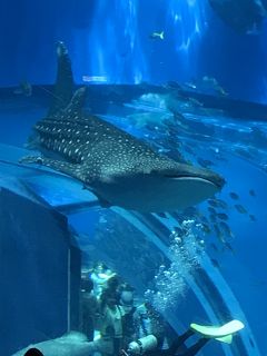 沖縄の旅 1日目 美ら海水族館、ホテル日航アリビラ 佐和