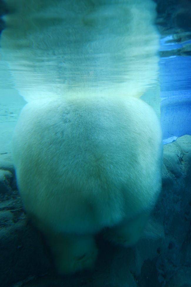 ちょこっと旭山動物園（2019夏旅　完（その４））