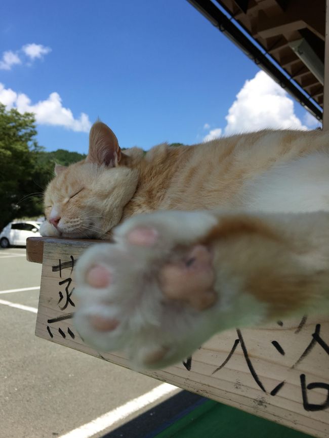 爽やかさを求めて大分・熊本の県境辺りをドライブ。<br />夏でも行きたい温泉をはしごしました。<br />