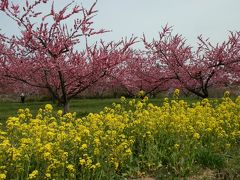 心なごむ、ふくしま花の旅