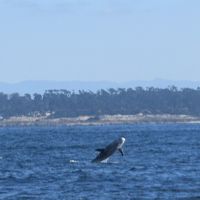 カリフォルニア家族旅行6泊8日（2）LA→モントレー→サンフランシスコ