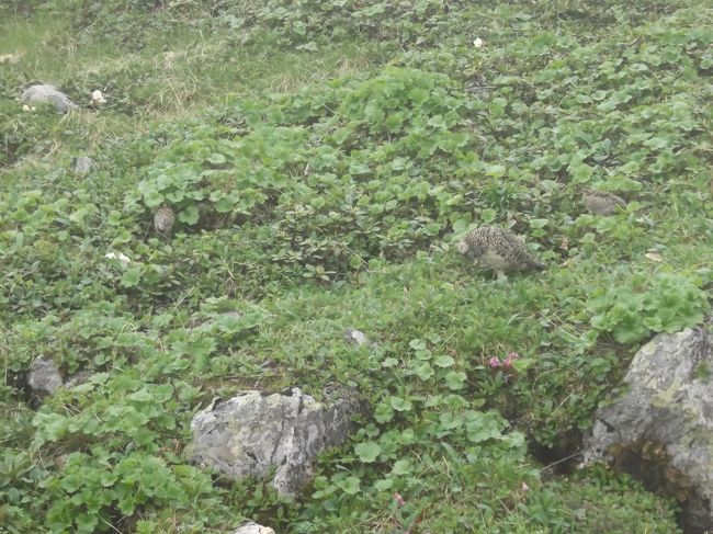 梅雨明けしたんだかまだなんだか、はっきりしない天気(x_x)<br />中高年山岳会の精鋭で、初めは北岳にという計画でしたが、27日(土)の天気がかなり悪そう。日帰りで仙丈ヶ岳に変更です。<br />南アルプスの女王と呼ばれる仙丈ヶ岳は、高山植物が豊かで、あまり体力がない人でも登れるお買い得な山(台風接近のなか登り広河原に足止めくったのは一昨年、笑)<br /><br />いつもどおり北沢峠から歩きやすい道を登ります。２時間ほど歩き森林限界を越えるとハクサンシャクナゲがいっぱい。仙丈ヶ岳は何度も登ってますが、初めての経験!?　今年は花季が遅かったのでしょうか。<br />何事もなく山頂に。私には２年ぶり６回目の仙丈ヶ岳です。残念ながら展望は……(&gt;&lt;)<br />仙丈小屋まで降りて昼食。小屋の前には冷たい水がザーザー流れています。突如人だかり、行ってみるとライチョウの親子。観客いっぱいなのに物おじせず(笑)楽しませてくれました(^o^)<br />(タイトル画像、親のほかに雛が３羽、どこか分かりますか？　答は最後のほうに)<br /><br />お時間あれば、10年前の子連れ仙丈ヶ岳もどうぞ。https://4travel.jp/travelogue/11258154