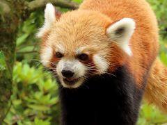 いしかわ動物園　暑い中、５匹全員に会えてよかった・・・来年こそは期待してるよ、ハル君＆サンちゃん