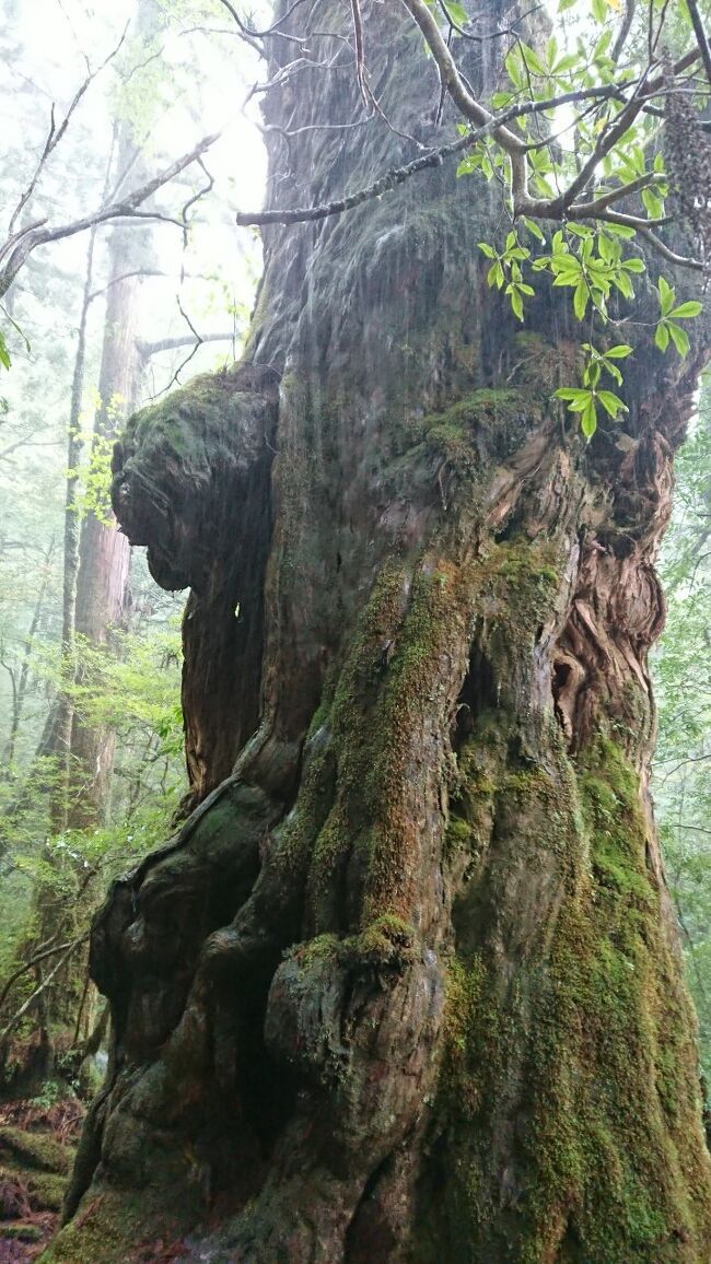 ２０１９年のゴールデンウィークに、思い切って屋久島に行ってきました。<br />勝手に秘境と思っていましたが、思ったより鹿児島から近く、島へ行く方法も飛行機、フェリー、高速船と色々な方法があり、案外アクセスしやすいです。<br />私は旅行好きで、日本国内外、色々なところに行ったことがありますが、日本人としてもっと早く屋久島に行っておくべきだった～と思いました。<br />「まあ、悪いこと言わんけえ、屋久島に行ってみんさい」（広島弁）と皆さんに言いたい！！<br />ただし、滞在の３日間、ほぼ雨（山は土砂降り）でした・・・<br />だけど、みなさま、それでも屋久島おすすめです！<br /><br />日程<br />４月２８日　広島から車で８時間、指宿市の鰻温泉で一泊<br />４月２９日　高速船で指宿港から屋久島へ。<br />　　　　　　ヤクスギランドでトレッキング。ＪＲ屋久島ホテル泊。<br />４月３０日　白谷雲水峡トレッキング。滝巡り。ＪＲ屋久島ホテル泊。<br />５月１日　　西部林道方面ドライブ。夕方高速船で指宿港へ。指宿泊　　　<br />５月２日　　指宿滞在（親戚の家）<br />５月３日　　南鹿児島方面ドライブ。人吉泊<br />５月４日　　広島へ帰る<br /><br />予約は、ＪＲ屋久島ホテルはじゃらんで２泊、２食付き、レンタカー付プラン。<br />高速船は、トッピー＆ロケットのホームページから予約。<br /><br />