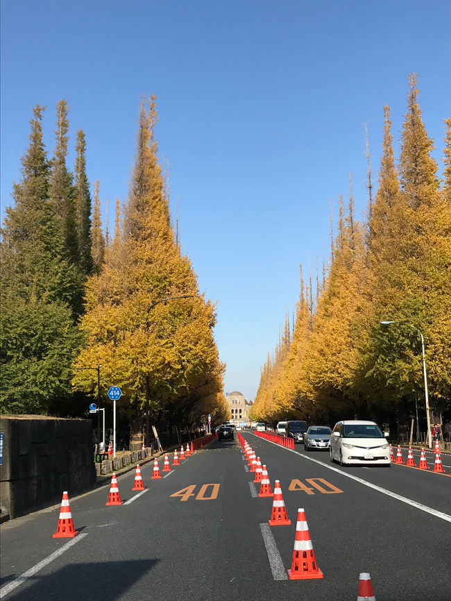 都内紅葉散歩をしました。<br />まずは神宮外苑いちょう祭り<br />