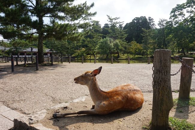 夫と年に一度の遠出旅行、今年は行ったことのない和歌山～修学旅行以来の奈良に3泊4日のドライブ旅行をしました。<br /><br />飛行機で行くことも考えましたが、やはり飛行機があまり得意でない私たち。自由が利く車を選びました。<br /><br />毎年同じ時期に旅行をしていますが、梅雨明けしていないのは初めて、いつも暑くて死にそうになっていましたが、今年は天気は良くありませんが、それがなかったので楽だったかも^^<br /><br />4日目最終日　奈良→東京です。