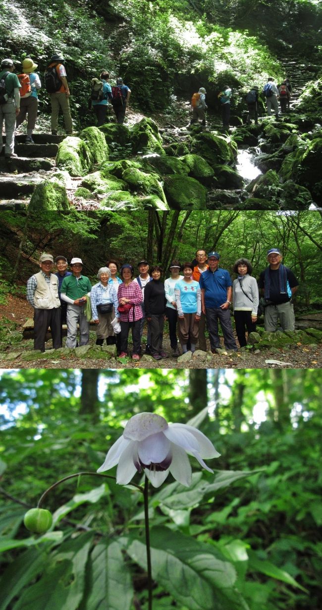 御岳ロックガーデン(岩石園) 2019.7.26<br />レンゲショウマの花とつぼみ<br /><br />所沢市高齢者大学第36期 http://4travel.jp/travelogue/10670647<br />のハイキング倶楽部第56回行事は東京都青梅市の御嶽山とロックガーデンです。<br />ここには2014.6.27の第8回ハイキングで古里駅から大塚山経由で来たことがあります。皆さん若かったためケーブルカーを使わずに登るという快挙を達成しました。<br />https://4travel.jp/travelogue/10901845<br /><br />ハイキング計画書 令和元年(2019)7月26日(金)<br />御岳ロックガーデン<br />2つの滝と苔生すロックガーデンを巡る夏向きハイキング<br /><乗車経路> <br />往路 所沢駅7:38 → 7:41東村山7:51 → 7:54小川7:54 → 8:11拝島8:24 → 8:43青梅8:44 → 御嶽(JR)9:06 → 御岳駅(西東京バス)9:15 → 9:25ケーブル下 → 滝本(ケ―ブルカー)9:42 → 御岳山9:48<br />復路 御岳山14:15 → 14:21滝本 → ケーブル下14:38 → 14:48御岳駅 → 御嶽14:59 → 15:15青梅15:17 → 15:33拝島15:39 → 15:53小川16:00 → 16:03東村山16:08 → 16:12所沢駅<br /><br /><ハイクコース ><br />御岳山駅10:00 ~ 10:20富士峰園地(レンゲショウマ群生地) ~ 11:00長尾平 ~ 11:30七代の滝~ 11:50ロックガーデン ~東屋で昼食(40分)~ 12:50綾広の滝 ~ 13:30長尾平 ~ 14:00御岳山駅<br />──────────────────────────────────<br />7月26日(金)晴れ 青梅の最高気温32.1℃(11時)<br />6月のハイキング(大高取山)が天候不良で中止となったため2ヶ月ぶりのハイキングとなった。<br />今年は中休みのまったく無い梅雨が1ヵ月半も続き、関西地方以南は梅雨明けしたものの台風5号の接近に伴い関東地方は梅雨明け宣言が出されない状態で、この日も天気を心配したが幸運にも快晴の朝を迎えた。<br /><br />自宅の最寄駅、西武池袋線小手指駅からJR青梅線の御岳駅までは、いつものことながら5回乗り換えがあり、今回の予定表では乗り換え時間が最小の設定であったため30分ほど早めに出かけた。<br /><br />御岳駅から西東京バスでケーブルカーの滝本駅まで行き、次の発車までは15分の待ち時間。標高差424m(407mから831m)を約6分で昇る。<br />御岳駅前広場からはスカイツリーが肉眼でもよく見えた。<br /><br />広場で準備体操と本日のコース説明などがあり10時に出発。<br />最初はレンゲショウマ群生地がある富士峰園地で、1輪開花したとの情報を当てにして見に行ったところ。確かに1輪だけ咲いていた。<br />次の大展望台からはスカイツリーの手前に銀色に輝く西武ドームと多摩湖が見え、快晴に恵まれてよかったと思った。<br />ビジターセンター横を通り、御岳神社の入り口までは40分で着いたが、今回は神社の石段は登らず、手水舎で手と口を清めて一休み。<br /><br />長尾平から長い急坂を30分ほどかけて0.6キロ(標高差200m)ほど下る七代の滝(ななよのたき)までがこの日のもっとも脚の負担が大きかった。後遺症が3日間残ったほどで、Kさんと一緒にロックガーデンへ直行すればよかったと後悔した。<br />昨年9月末の高尾山・景信山から小仏バス停への下山時の経験が生かせなかったのは自分の判断の誤りで仕方ない。このときの急な下山路の標高差は約350m(700→350)であった。<br />七代の滝の音はしばらく前から聞こえていたので到着までの時間の目安にはなった。滝を眺めながらしっとり濡れた涼気を吸い込み、しばらく休憩を取った。<br /><br />11時半にロックガーデンを目指して出発したが、いきなり鉄ハシゴの連続で、どこまで続くのかわからない不安と心臓ドキドキで息が切れ、2度目の後悔を余儀なくされた。<br />12時少し前に天狗岩で休憩しながら全員が揃うのを待ったが、鉄ハシゴで難渋したのは私だけではなかったようだ。<br /><br />12時に出発し、ロックガーデン(岩石園:標高775m)と呼ばれる苔むした岩が並ぶ渓谷沿いの道を上り、昼食場所の東屋を目指し、40分ほどで到着した。<br />午前のコースは予想(計画書)よりはるかにきつい印象で、難易度1.5は到底納得できるものではなく、2.5の間違いだろうと思った。<br />七代の滝を別(オプション)にすれば1.5でもよかったかもしれない。<br /><br />東屋前の広場には保育園の子供たちが大勢で昼食休憩中であった。<br />誰かが引率の先生に尋ねたところでは都内から2泊で来ているとのことで、おそらくたくさんある宿坊へ泊まっているものと思った。<br /><br />昼食休憩が済んで、出発前に、東屋の前のテーブルにカメラを置いて、セルフタイマーで集合写真を撮り、記録係の私の任務は無事完了。13:03<br />三脚代わりの場所(台)がある場合は他人に撮影を依頼しないことが失敗しないための重要ポイント。<br />「私、失敗しないので・・」ドクターX(米倉涼子)いいね。(笑い)<br /><br />午後は渓谷を上流に進み、ロックガーデンの上端の綾広の滝(870m)までは標高差で約100m登ったことになる。<br />帰りは高低差が少ない山道を長尾平まで行って休憩し、その後は午前中に来たルートを御岳神社、ビジターセンターを経由してケーブルの御岳駅へ戻った。<br />滝本から御岳駅までのバス(15:22発)にあわせて15時のケーブルに乗ることにして、30分ほど休憩・フリーとなった。<br />御嶽発15:44の青梅線の電車は計画書より45分遅い出発となった。<br />反省会を秋津で行うことになり、青梅、立川、西国分寺経由で武蔵野線新秋津駅のルートとなった。<br /><br />幹事の皆さんの下見と準備・案内により、天候にも恵まれて2回目のロックガーデンを十分楽しめました。ありがとうございました。<br />コースの難易度の表示についてはメンバーの平均年齢を考慮してもらいたいと(個人的に)思いました。<br /><br />歩数計記録 17,122歩(小手指駅5分の自宅から往復)<br /><br />令和元年7月ハイキング参加者14名(敬称略) 内女性7名 数字は高大の班名<br />Aグループ 秋山2、新井3、石井君子10、高橋16、丸岡2 <br />Bグループ 金原13、岸5、古賀8、宮腰10、山田洋4<br />Cグループ 石井勝司7、小田切7、武田2、森田14<br /><br />反省会参加者 13名 会費2,000円<br /><br />撮影 <br />CANON PowerShot SX610HS<br />ハイキング倶楽部の写真・記録係として撮るので集合写真以外はメンバーの行動を勝手に記録しています。<br /><br />■アーカイブ:平成30年以降のハイキング旅行記<br />ハイキング倶楽部 第43回 日和田山・物見山・啓明荘 <br />https://4travel.jp/travelogue/11333663<br />ハイキング倶楽部 第44回 顔振峠~越生梅林<br />https://4travel.jp/travelogue/11338124<br />ハイキング倶楽部 第45回 八王子城跡自然公園 <br />https://4travel.jp/travelogue/11352948<br />ハイキング倶楽部 第48回 麦草峠・白駒池<br />https://4travel.jp/travelogue/11384038<br />ハイキング倶楽部 第49回 高尾山~景信山 <br />https://4travel.jp/travelogue/11407839<br />ハイキング倶楽部 第52回 日向山~きのこ茶屋 <br />https://4travel.jp/travelogue/11460442<br />ハイキング倶楽部 第54回 秋川渓谷~瀬音の湯 <br />https://4travel.jp/travelogue/11484793<br />ハイキング倶楽部第55回 天空のポピーと大霧山<br />https://4travel.jp/travelogue/11501409<br />欠番は私が不参加の回です。<br /><br />ハイキング倶楽部 第2回 御岳山・日の出山<br />https://4travel.jp/travelogue/10720606<br /><br />今回のコースと類似のハイキング記録<br />御岳山(奥多摩)| 山ガールのための山歩きガイド<br />https://www.yamagirl.net/guide/804/<br />