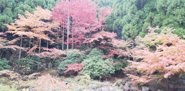 紅葉の時期、箱根に行ってきました。