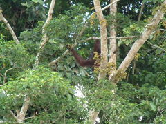 マレーシア・ボルネオ島野生動物写真館～オランウータンの島で出会った野生動物達～