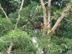 マレーシア ボルネオ島野生動物写真館 オランウータンの島で出会った野生動物達 ボルネオ島 マレーシア の旅行記 ブログ By Daveperthさん フォートラベル マレーシア ボルネオ島野生動物写真館 オランウータンの島で出会った野生動物達 ボルネオ島 マレーシア の旅行記 ブログ By Daveperthさん フォートラベル