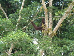 マレーシア ボルネオ島野生動物写真館 オランウータンの島で出会った野生動物達 ボルネオ島 マレーシア の旅行記 ブログ By Daveperthさん フォートラベル