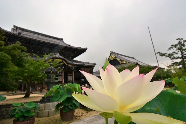 蓮の時期になったので、国宝高田本山と合わせて散歩を楽しんだ、梅雨の晴れ間