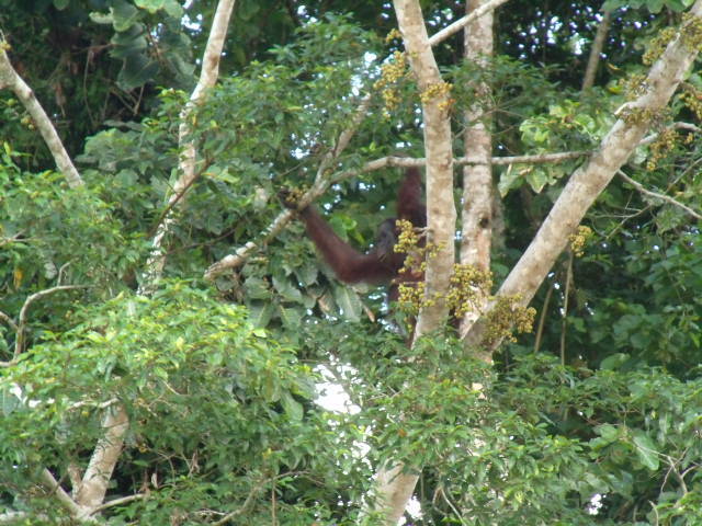 マレーシア ボルネオ島野生動物写真館 オランウータンの島で出会った野生動物達 ボルネオ島 マレーシア の旅行記 ブログ By Daveperthさん フォートラベル マレーシア ボルネオ島野生動物写真館 オランウータンの島で出会った野生動物達 ボルネオ島 マレーシア の旅行記 ブログ By Daveperthさん フォートラベル