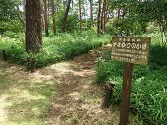 7月の国営武蔵丘陵森林公園でやまゆりを見てきました。