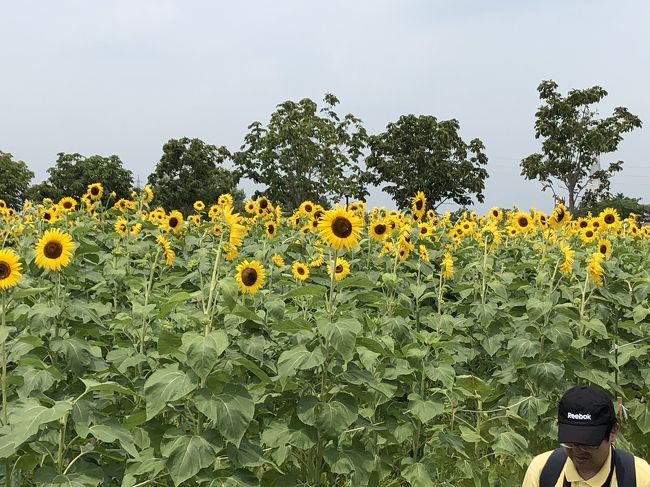 土日でキャンプおよび、小野のひまわり公園に行ってきました。大阪を出た時には大雨で天気を心配しましたが、なんとか大丈夫でした。あっという間でした。