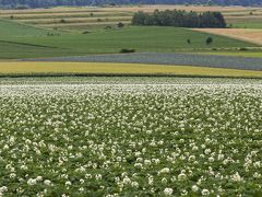 馬鈴薯の花咲く美瑛を巡る撮影行（前編）