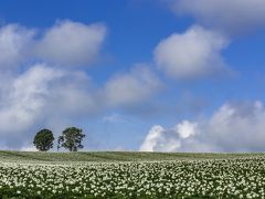 馬鈴薯の花咲く美瑛を巡る撮影行（後編）