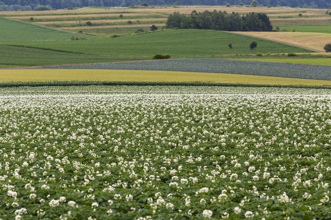 　なだらかに広がる丘一面に咲き誇る馬鈴薯の花...そんな風景に出会うため、３月に引き続き初夏の美瑛を訪れた。これまで美瑛には２０数回通っているが、不思議と馬鈴薯の花の時期には来ていない。今回は満を持して満開の頃を見定めて旅行を計画したが、梅雨が無いと言われる北海道は既に観光のトップシーズンに突入し航空券が高い高い。ＬＣＣが飛んでいない旭川空港は諦め、約半額で行ける新千歳空港便を選んだ。幸い美瑛には、美馬牛に別宅を持つ友人が滞在中で２日間は友人宅へ居候し、残り２日間は美瑛駅近くのホテルを利用した。<br />　なお友人も大のカメラ好き。若い頃から美瑛に通い詰め、とうとうこの地に別宅を構えてしまったという美瑛ファン。写真ガイドも勤める彼の案内で巡る美瑛は、どんな風景を見せてくれるのか楽しみだ。<br />