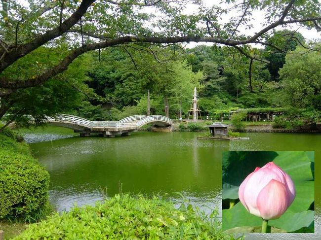 東京都町田市の薬師池公園とダリア園に行きました．7月下旬は蓮のシーズンであり，今年は日照時間不足で開花が遅れているとのことだが，幾つかは開花しているとの情報をWebで見て行ったのだが，2個の蕾を見ただけで残念なことになった．薬師池を中心とする公園は巡回してきました．15分程歩いたところにあるダリア園では多種のダリアを鑑賞できました（ダリアのシーズンは7月から10月までと長いです）．<br /><br />【追記】蓮の花が開花するのは早朝で，午後には閉じてしまうとのことだった．そうだったのか．<br /><br />地方からわざわざ行くほどのことはないと思うが，東京付近の人は行っても悪くないと思います．薬師池公園には蓮だけでなく，梅林，椿園，紫陽花園，花菖蒲田もあります．また近くにはダリア園だけでなく，ボタン園（シーズンは4月下旬から5月上旬）もあります．<br /><br />ダリアの識別に参考にしたダリア園のWeb: <br />http://dahlia-machida.com/aboutdahlia.html<br />