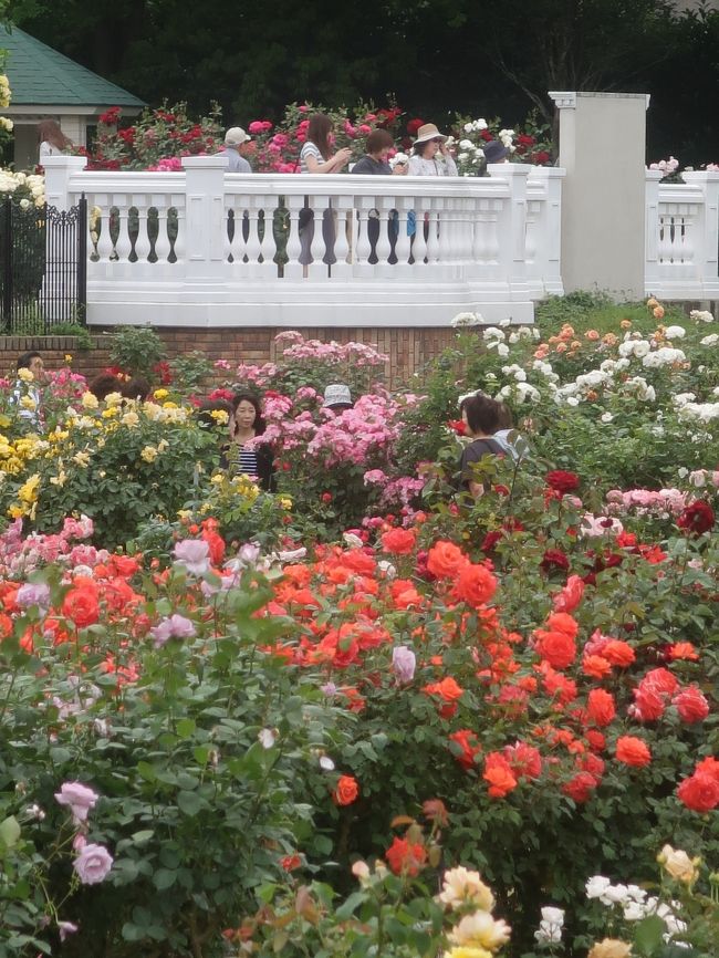 <br />京成バラ園（英:Keisei Rose Garden）は、京成バラ園芸株式会社（京成グループ）が運営する千葉県八千代市にある国内最大級のバラ園である。 <br /><br />バラの品種改良を行い、国際的なバラコンクールにおいて数々の受賞実績を持ち、3万㎡の広さを誇る園内には世界の最新品種から野生種のバラまで多種多様の約1600品種、計約1万株が植えられている。恋人の聖地、房総の魅力500選に選定されており、近年では写真映えするスポットとして注目されている。 <br /><br />「世界に誇れるバラの作出と日本にバラの文化を広めたい」との思いから1959年に京成バラ園芸を設立。以来、世界のバラコンクールにおいて数多くの賞を受賞し、世界中の著名なバラを紹介しバラ文化の普及にも努めている。1999年3月には、ローズガーデンを中心にローズショップ、レストラン、ガーデンセンター、イベントスペースなど、バラをコンセプトとしたサービス施設を併せ持つ複合施設としてリニューアル。<br /><br />園内には1600品種1万株を超えるバラを中心に様々な樹木、草花が植栽されている。バラは系統別に植栽され、アーチ、スクリーン、パーゴラ、ポールなどで演出し、これらのバラを美しく見せる演出は毎年追加され、コスプレ写真やファッション誌などの撮影に頻繁に利用されている。 <br />毎年春バラ（5月～6月）の時期に合わせて「ローズフェスティバル」を開催している。 <br />（フリー百科事典『ウィキペディア（Wikipedia）』より引用）<br /><br />京成バラ園　については・・<br />https://www.keiseirose.co.jp/<br />https://www.keiseirose.co.jp/garden/