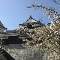 愛媛　松山　お花見と魚を食べる　2019.04.6-7