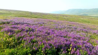 アルメニアのお花畑：セミヨノフカ峠からセヴァン湖畔を通りセリム峠へ