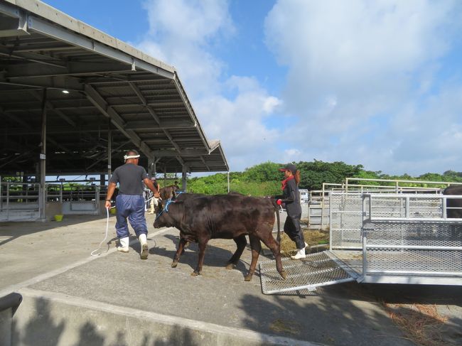 今日は9ヶ月間大切に育てた子牛の晴れ舞台♪ＪＡおきなわ黒島家畜市場♪2ヶ月に１度の競り市♪2019年７月八重山・黒島８泊９日４４