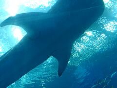 201907,夏休み小学生と沖縄旅行(3)美ら海水族館,小学生の頃の文通友達に会って,暑い北海道に帰る