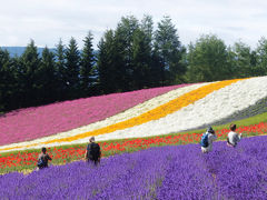 北海道ガーデン街道巡りの旅　　７－３　ファーム富田編