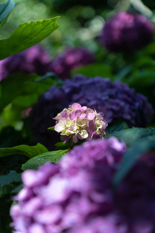 2017 鎌倉瑞泉寺と妙法寺の紫陽花