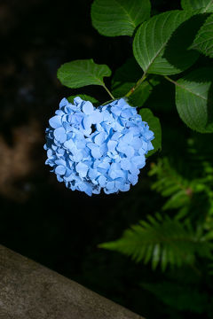 2019 鎌倉・明月院の紫陽花