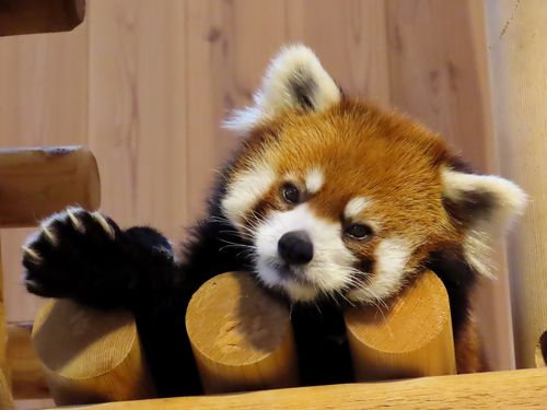 西山動物園 がんばれっ、ミンファちゃん！！ 逆境に立たされた強く