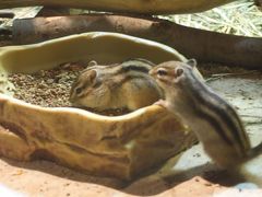 横浜で小動物たちとふれあいバースデー