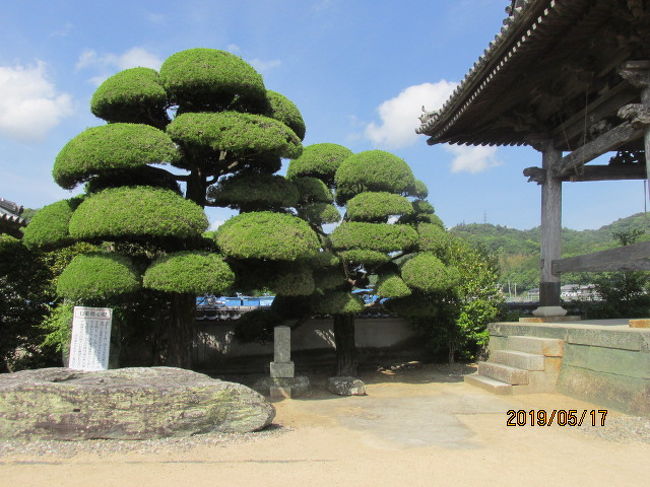 第十四番常楽寺を後にして、次に向かったのは同じ町内、国府町にある第十六番観音寺。バスに乗って、ほんの直ぐの近い距離にある。お寺の名前にある通り、ここの御本尊は観音様だ。大師がこの寺を巡錫し、千手観音を刻み、安置した。元々は行基菩薩が創建した聖武天皇勅願寺だったが、お大師の巡錫後、名前を観音寺と改められた。<br /><br />立派な山門を入ると、本来は正面に本堂があるのだが、現在修復工事中で覆いがかぶされていて、その横に古い以前の本堂があって、そこでお参りする。山門の入った直ぐの所に鐘楼があり、その前の大きな槇が奇麗に刈り込まれている。比較的小さなお寺で、目立つのは山門と鐘楼、それにこの槇の木位だが、ただここには大師の筆跡を刻印した光明真言の印があり、１５００円支払えば、白衣に刻印してくれるとのことである。いつもお経の最後に唱える光明真言、おんあぼきゃ　べいろしゃのう　まかぼだら　まに　はんどま　じんばら　はらばりたやうん。<br /><br />これは真言宗の名前の元になった真言だ。空海が唐で学んだ密教の真言だ。自分には何が何かさっぱり分からないが、以前オーム真理教の麻原彰晃が唱えていたマントラだが、彼はいか程その意味を理解していたのか・・。この3日間、各札所で般若心経を唱和してきたが、その最初と最後に真言を唱える。先達にその意味を聞いても、意味は分からないという。その意味が分かるのはお坊さんか、研究者位で、我々は有難く唱えれば良いとのお達しだ。成程、そういうものか・・。