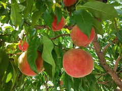 ２０１９．７．２８　こだわりの桃農園で桃狩り＆食べ放題付きミステリーツアー