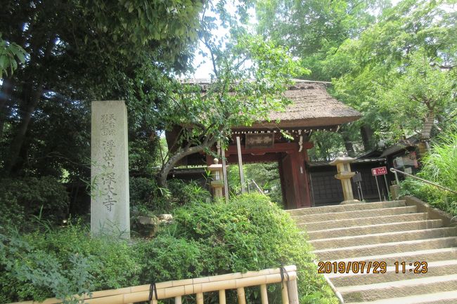 ７月２８日の真夏の猛暑のなか、上野「寛永寺」に参拝して、浅草の「東京本願寺」・「浅草寺」・「浅草神社」・「待乳山聖天」の名刹を参拝してか<br />ら、昼食は老舗の名物・浅草「むぎとろ」でグルメ。熱かったです。歩いた距離は、上野で約５ｋｍ、浅草でも約３ｋｍです。昼食後は、浅草から新宿に移動して、途中下車の小田急線「祖師谷大蔵」商店街で約１ｋｍ。小田急線で「町田」に出て乗り換えて、ＪＲ横浜線で「淵野辺」駅に下車。「東横イン・淵野辺駅前」に宿泊しました。合計すると約１０㎞に成るかな・。翌２９日に調布「深大寺」に参拝して「深大寺そば」をグルメする計画です。<br />「淵野辺」から「橋本」で京王線電車に乗り換えて「調布」駅に下車。歩くつもりでしたがバスに乗ってしまいました。「深大寺」は乗車時間が約５分です。到着して参道を歩き参拝しました。参拝して待望の「深大寺そば」の昼食です。名店の「一休」が定休日です。同じ名店の「湧水」にしました。ネットで「湧水」のプリントをしてゆくと「羊羹」のデザートがサービスされます。食後は暑さのなかを「神代植物公園」で、季節外れ的な植物園観光でした。