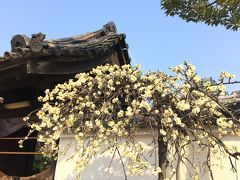 関西⑦４日目　朝の散歩・四天王寺　極楽浄土の庭