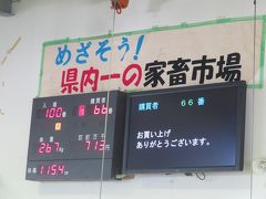 黒毛和種セリ結果５♪ＪＡおきなわ黒島家畜市場♪お買い上げ７１万３千円♪めざそう！県内一の家畜市場♪2019年７月八重山・黒島８泊９日４９