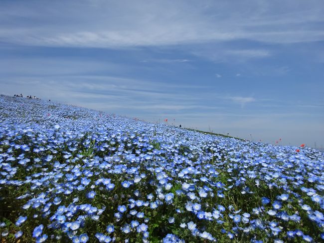 本当は鳥取・島根の旅に行くはずだったGW。インフルエンザになったメンバーがいて中止になり、何処か近場に行こうとひたち海浜公園にお出かけ。<br />ずーっと念願だったネモフィラを観に出かけます。今年は寒かったせいで開花が遅れゴールデンウィーク後半にネモフィラが見られると言う事でニュースでネモフィラ渋滞と言って放送してましたが、まさにその中に突入して観てきました。この日は晴天で暑い日で本当に大勢の人が見に来ていました。
