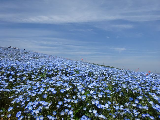 本当は鳥取・島根の旅に行くはずだったＧＷ。インフルエンザになったメンバーがいて中止になり、何処か近場に行こうとひたち海浜公園にお出かけ。<br />ずーっと念願だったネモフィラを観に出かけます。今年は寒かったせいで開花が遅れゴールデンウィーク後半にネモフィラが見られると言う事でニュースでネモフィラ渋滞と言って放送してましたが、まさにその中に突入して観てきました。この日は晴天で暑い日で本当に大勢の人が見に来ていました。