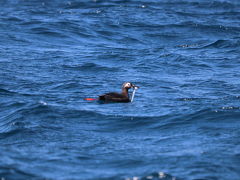 天売島　陸から海から満喫1泊2日②　漁船クルーズ＆ウトウナイトツアー編