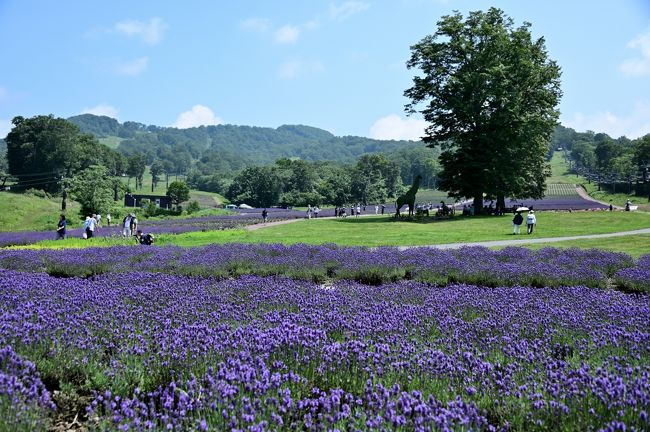 2019年の8月上旬、うだるような暑さの東京を抜け出し、上州(群馬県)北部へ1泊2日の避暑の旅へ。<br /><br />関東地方は例年よりだいぶ遅い梅雨が明けた途端、連日35℃の猛暑日が続くなど、一気に夏の盛りとなりました。<br />たまたま8月最初の金曜日に休暇を取ることができ、これ幸いと、東京から新幹線で気軽に行ける距離の群馬県北部へと脱出。<br /><br />最初に訪れたのは、沼田市の北端・標高約1,300メートルの玉原高原にあり、約5万株のラベンダーが彩るという「たんばらラベンダーパーク」です。<br />目的はもちろん、涼しい(はずの)高原で、7月中旬から咲き始める柴色のラベンダー!<br /><br />HPで開花状況を確認すると、早咲きと中咲きの品種がちょうど見ごろとのこと。<br />関東でこれだけの規模のラベンダーを見られるスポットは珍しく、さてどのような絶景が待っているのでしょうか???<br /><br /><br />〔夏の盛りに上州北部へ避暑の旅 アウトライン〕<br />●Part.1(1日目①):たんばらラベンダーパーク(ラベンダー)【この旅行記】<br />●Part.2(1日目②):沼田城/名胡桃城/岩櫃城(続日本100名城)<br /> https://4travel.jp/travelogue/11525274<br />●Part.3(1日目③&2日目):四万温泉<br /> https://4travel.jp/travelogue/11527443<br /><br />〔関東八州・季節の花の旅〕<br />●2月/梅<br />・関東八州・季節の花の旅【弥生/梅】Part.1~3,000本の梅花が咲き乱れる名所「偕楽園」~<br /> https://4travel.jp/travelogue/11470273