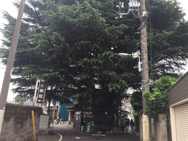 お天気はイマイチでしたが、東京 谷根千（谷中・根津・千駄木）界隈を、てくてくと歩いて探索しました♪<br />日暮里駅からスタートし、<br />　・朝倉彫塑館<br />　・和栗や<br />　・ヒマラヤ杉<br />に立ち寄り、下町歩きを堪能して参りました。　