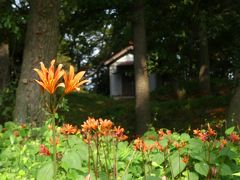 「天神山古墳」のキツネノカミソリ_2019_たくさん咲いていますが、やや見頃過ぎ（群馬県・太田市）