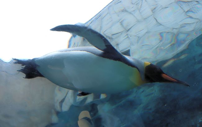 旭山動物園<br /><br />日本最北の動物園で、「伝えるのは、命」をコンセプトに、自然体に近い動物の姿が見られます。動物の能力や生態を見ることができる「行動展示」を実施後に入園者数が増え、今では北海道を代表する観光スポットとなっています。<br /><br />旭山動物園には137種類730点の動物が展示されており、ペンギンやアザラシ、ホッキョクグマなどの代表的動物以外にも、サルの仲間やカバ、キリン、猛獣類、猛禽類などの、動物園らしいおなじみの動物もいます。<br /><br />「行動展示、共生展示、もぐもぐタイム」など、その独特な展示方法で今や日本国内だけではなく海外からも見学客が押し寄せる大人気の動物園へと変貌を遂げています。旭山動物園をゆっくり見て歩くとその凄さが実感できます。