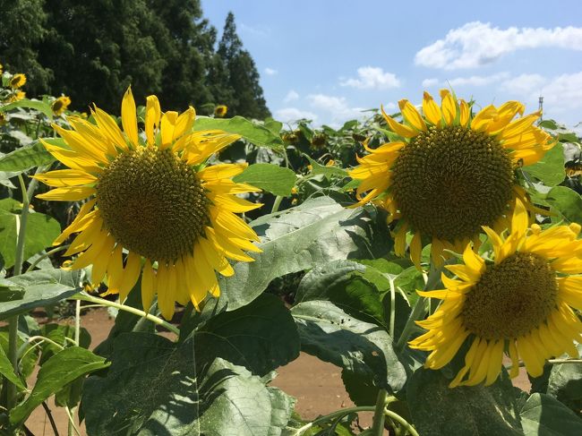 あけぼの山農業公園には4月にもチューリップを見に行き、あまりの美しさに感動しましたが、今回はどうしても「ひまわり」を見たくなり猛暑の中自転車で行ってきました。<br /><br />連日の猛暑で、自転車で行くのは無謀なようにも思いましたが、電車やバスを乗り継いで行くととても時間がかかるので、やはり自転車で行く事に決めました。(熱中症になる危険もあるので、オススメは出来ませんが・・・)<br /><br />ホームページによると、2019年のひまわりウィークは本日8月4日までという事で混んでいるかと思いましたが、暑いからでしょうか、日曜日ですがそれほど混んではいませんでした。<br /><br />肝心の「ひまわり」は見頃は過ぎているように思いましたが、夏空に映える黄色の大きな「ひまわり」はとても素晴らしい景色でした。<br /><br />