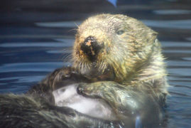 GW明けの石川県で動物たちに会ってきたお話 5 のとじま水族館の部